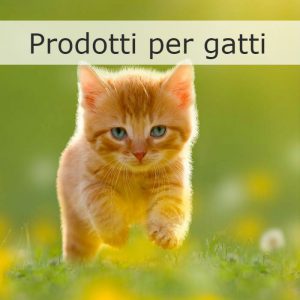 Gatto